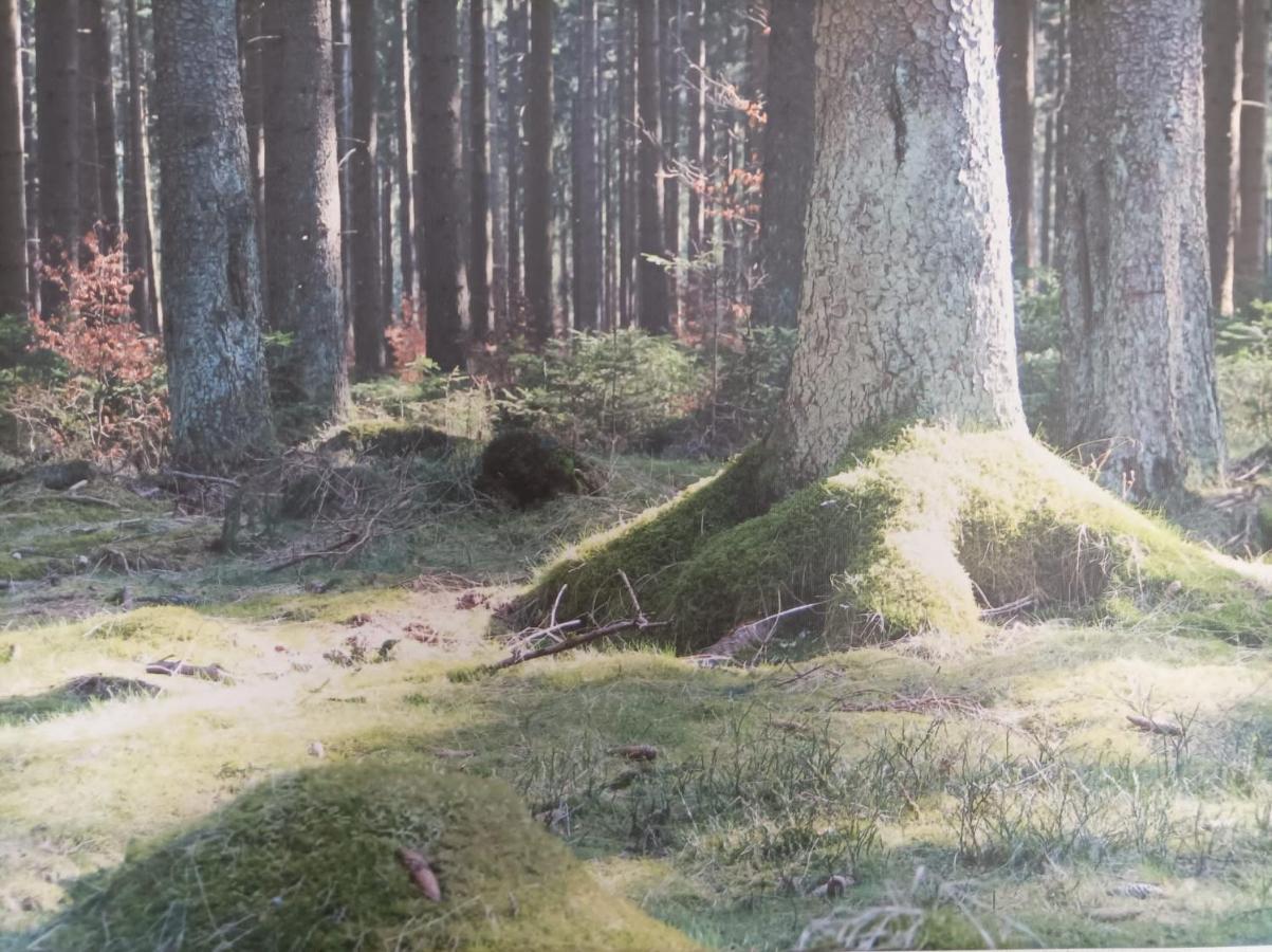 Ferienresidenz Wurmbergblick Apartment Braunlage Bagian luar foto
